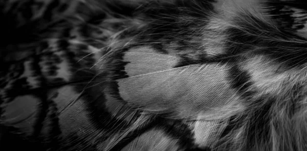 White Black Feathers Owl — Zdjęcie stockowe