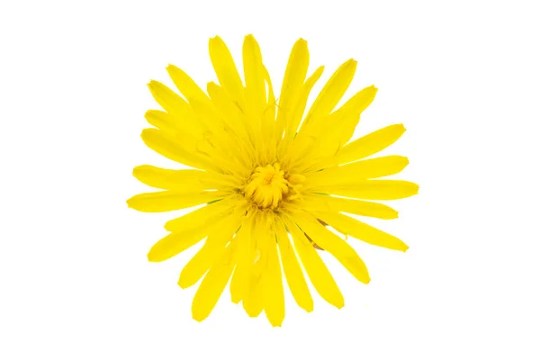 白い孤立した背景の上にタンポポの黄色の花 — ストック写真