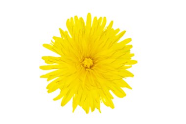 yellow flower of a dandelion on a white isolated background