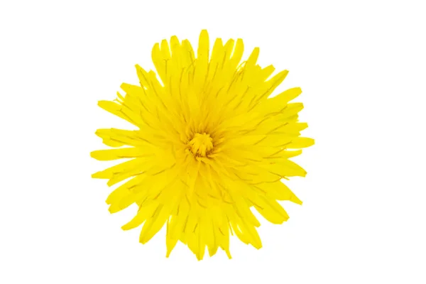 白い孤立した背景の上にタンポポの黄色の花 — ストック写真