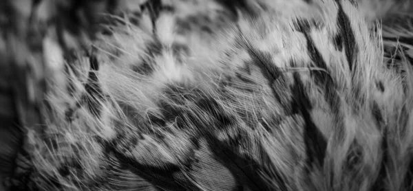 White Black Feathers Owl — 图库照片
