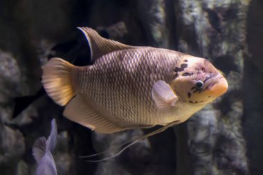 Kayaların arkasında Osphronemus Goramy