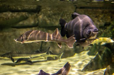 Ascenser oxyrinchus, sarı kumdan oluşan bir arka plana karşı.