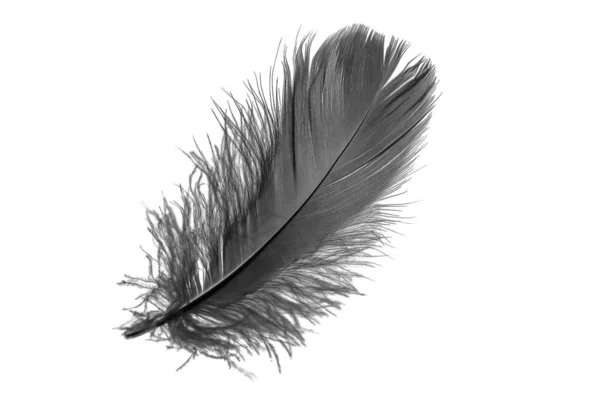 Beyaz Izole Bir Arkaplanda Siyah Kaz Tüyü — Stok fotoğraf