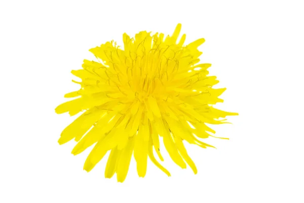 白色孤立背景上蒲公英的黄色花朵 — 图库照片