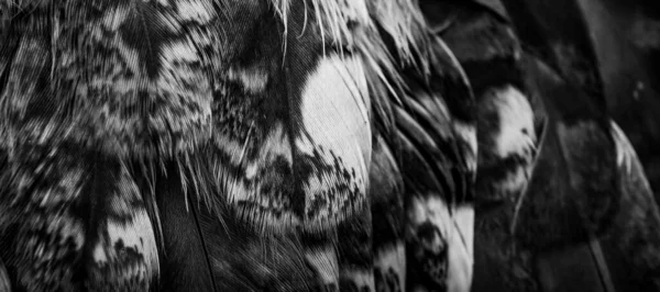 White Black Feathers Owl — Stok fotoğraf