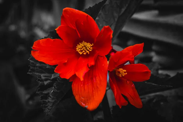 Rote Begonia Combo Auf Schwarzem Hintergrund Mit Blättern — Stockfoto