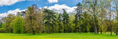 Güzel güneşli bir günde yeşil orman