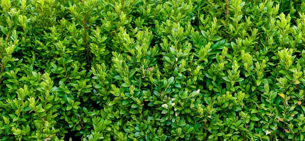 Green Boxwood Twigs Visible Details Background Texture — Stock Photo, Image