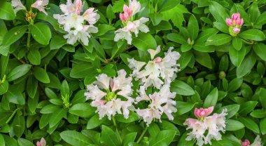 Yeşil yapraklı açık pembe Rhododendron Kafkasyumu