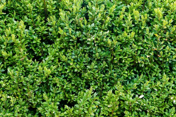 緑のボックスウッドの小枝が見える 背景や質感 — ストック写真