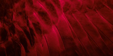 Kırmızı tüylü güvercin makro fotoğrafı. doku veya arkaplan