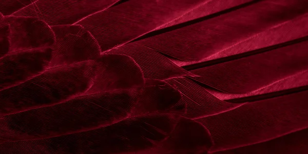 stock image red feather pigeon macro photo. texture or background