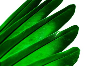 Yeşil tüylü güvercin makro fotoğrafı. doku veya arkaplan