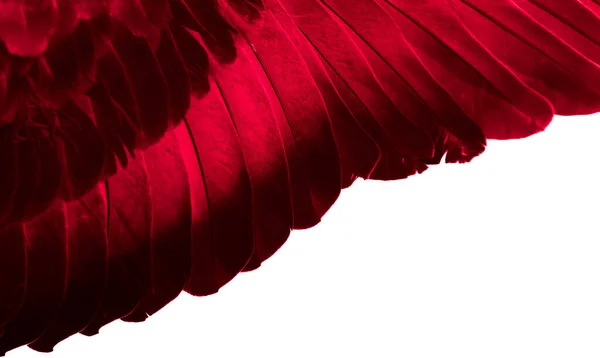 鸽子的红色翅膀 在白色孤立的背景上 — 图库照片