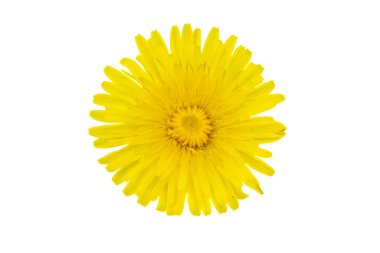 Karahindibanın sarı çiçeği beyaz izole bir arkaplanda