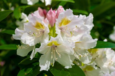 Yeşil yapraklı açık pembe Rhododendron Kafkasyumu