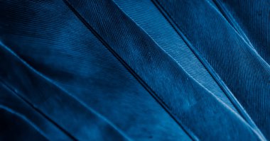 Mavi tüylü güvercin makro fotoğrafı. doku veya arkaplan