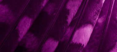 violet feathers of the owl with visible details