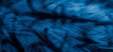 blue  feathers of the owl with visible details