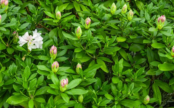 Yeşil yapraklı açık pembe Rhododendron Kafkasyumu