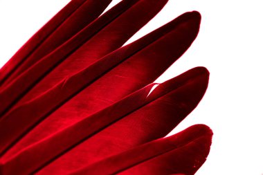 Beyaz izole edilmiş arka planda bir güvercinin kırmızı kanadı