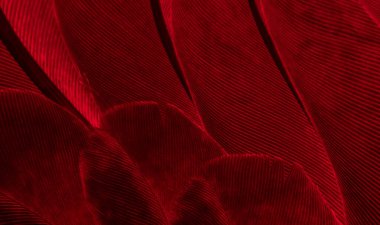 Kırmızı tüylü güvercin makro fotoğrafı. doku veya arkaplan