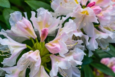Yeşil yapraklı açık pembe Rhododendron Kafkasyumu