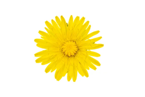 Yellow Flower Dandelion White Isolated Background —  Fotos de Stock