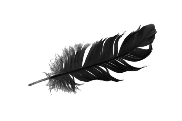 Black Goose Feather White Isolated Background — 스톡 사진