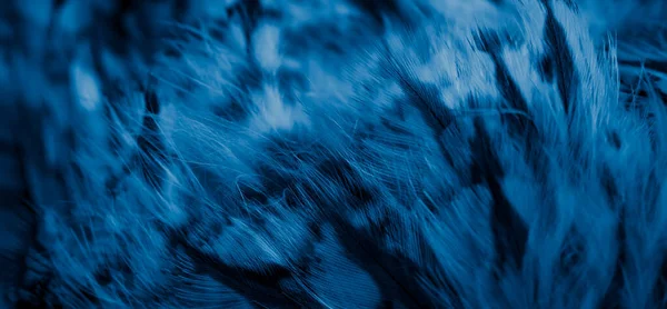 フクロウの青い羽と目に見える詳細 — ストック写真
