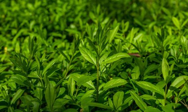 Yeşil boxwood dalları ve görünür detaylar. arkaplan veya doku