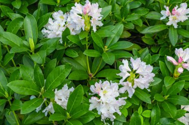 Yeşil yapraklı açık pembe Rhododendron Kafkasyumu
