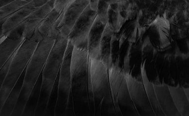 black feather pigeon macro photo. texture or background clipart