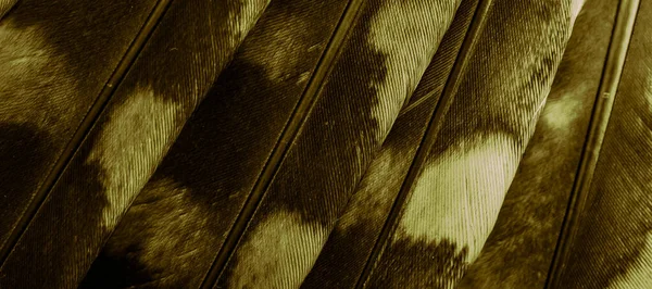 Gold Feathers Owl Visible Details — Zdjęcie stockowe