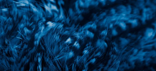 Blue Feathers Owl Visible Details — Foto de Stock
