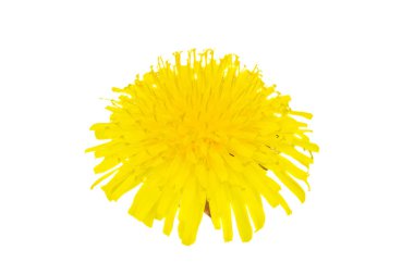 yellow flower of a dandelion on a white isolated background