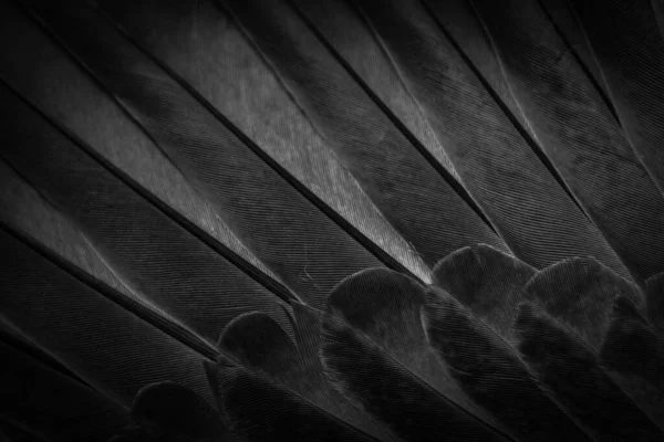 Black Feather Pigeon Macro Photo Texture Background —  Fotos de Stock