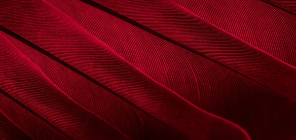 Červená Opeřená Fotka Makra Holuba Textura Nebo Pozadí — Stock fotografie