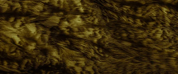 Gold Feathers Owl Visible Details — Zdjęcie stockowe