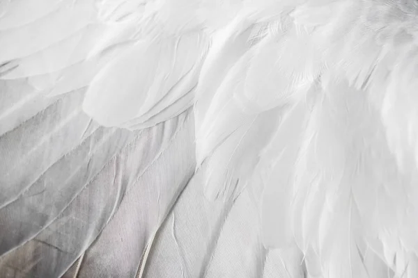 白い羽の鳩のマクロ写真 テクスチャや背景 — ストック写真