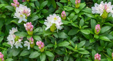 Yeşil yapraklı açık pembe Rhododendron Kafkasyumu