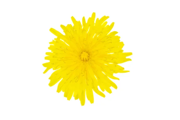 stock image yellow flower of a dandelion on a white isolated background