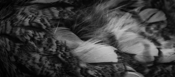 White Black Feathers Owl — Stok fotoğraf