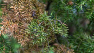 Yeşil ardıç dalları görünür detaylarla dolu. arkaplan veya doku