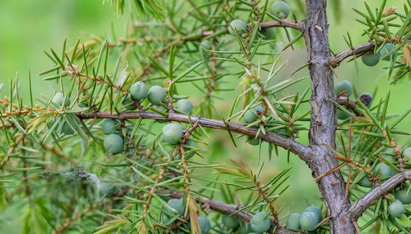 stock image green juniper branches with visible details. background or texture