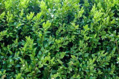 Yeşil boxwood dalları ve görünür detaylar. arkaplan veya doku