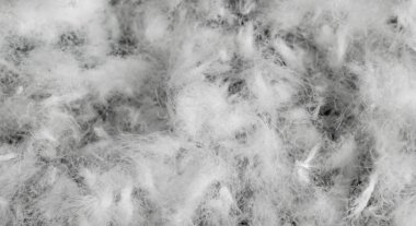 Siyah arka planda beyaz kaz