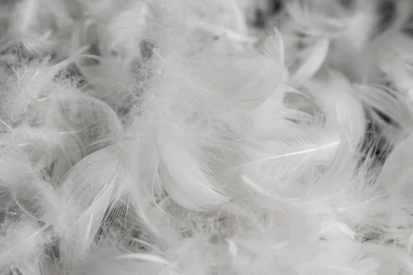 Ładne Białe Pióra Kaczki Tło Lub Tekstura — Zdjęcie stockowe