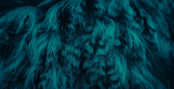 Blue Feathers Owl Visible Details — Photo